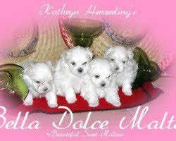 bella dolce maltese